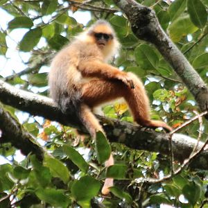 Black-crested Sumatran Langur