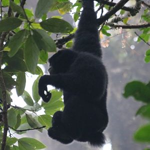 Siamang