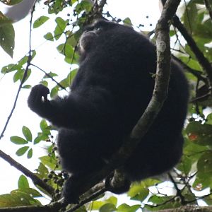Siamang