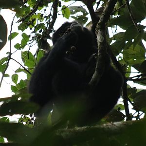 Siamang