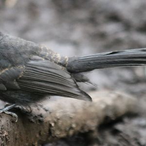 White-throated Fantail