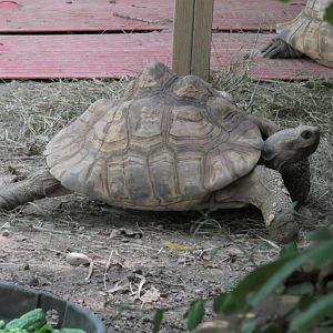 African spurred tortoise
