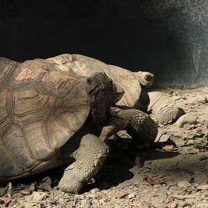 African spurred tortoise again