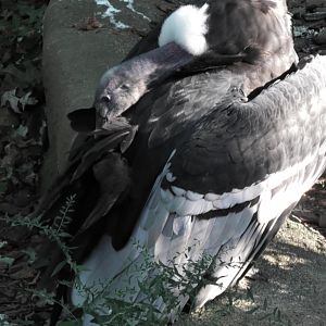 Andean conder cleaning it's feathers