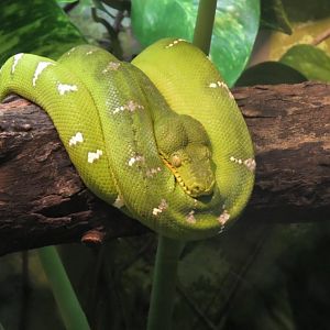 Green tree python