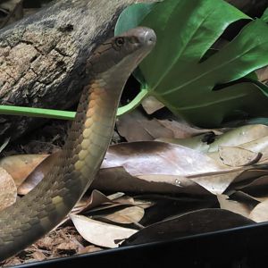 Alex the king cobra again