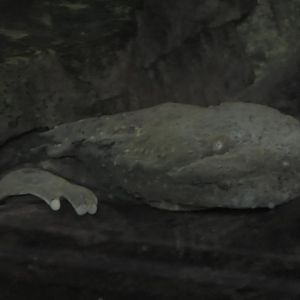 Hellbender