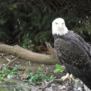 Bald eagle