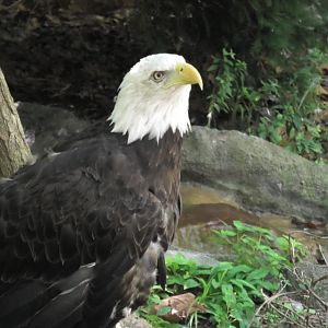 Bald eagle again