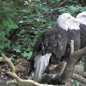 Three bald eagles sitting on a branch