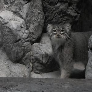 Pallas cat