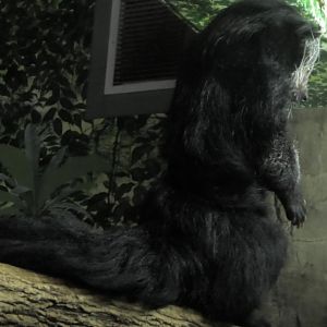 Binturong standing up