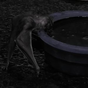 Vampire Bat drinking blood