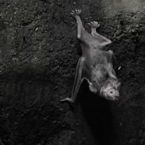 Vampire Bat hanging out on rock