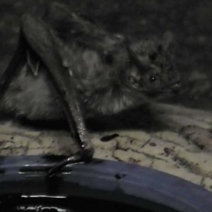 Vampire Bat again