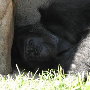 Sleepy silverback