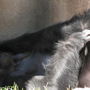 Sleepy silverback holds feet