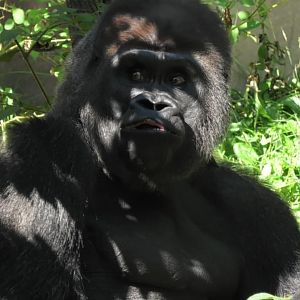 Silverback gorilla
