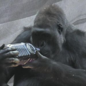 Even gorillas know how important it is to stay hydrated