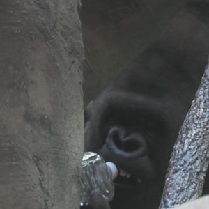 Silverback gorilla