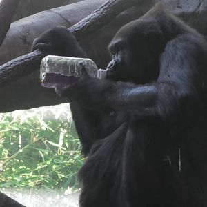 Gorilla drinking juice