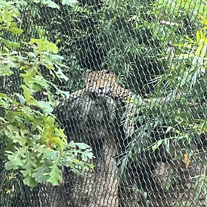 South America’s Pantanal