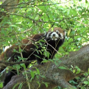 Zeko the red panda