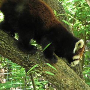 Red panda climbing down a tree