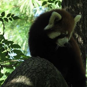 Red panda