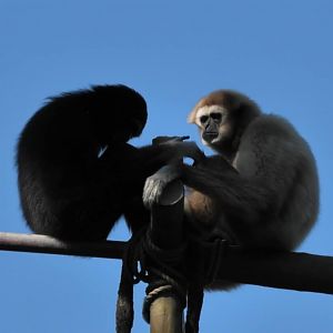 Hosen and kavi white handed gibbons