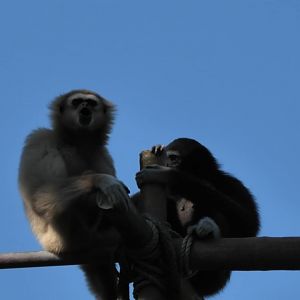 White handed gibbons Hosen and kavi again