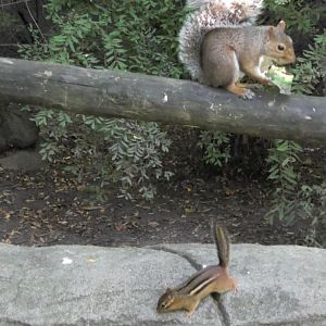 Wild squirrel and chipmunk hanging out together