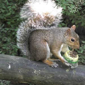 Wild squirrel eating something