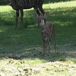 Murphy the kudu calf look at those ears
