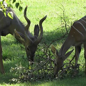 Two kudus sharing a snack together