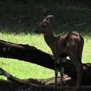 Murphy the kudu calf