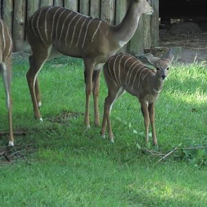 Murphy the kudu calf with mom or grandma