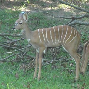 Murphy the kudu calf