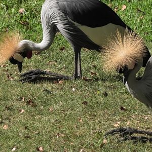 East African crowned cranes