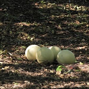 Ostrich eggs