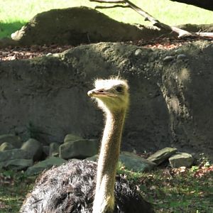 Ostrich
