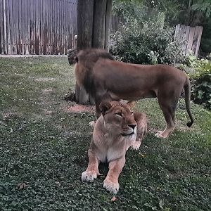 Lions at Sundown