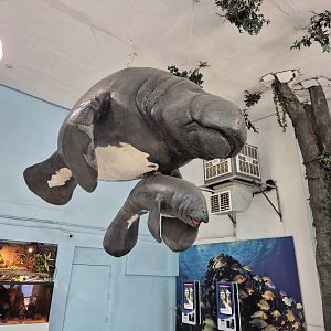 Manatees display