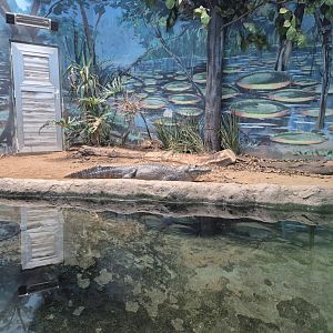 Caiman exhibit