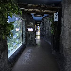 Path towards the Shark tanks