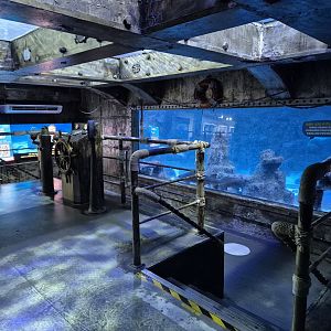 Shark tank viewing platform