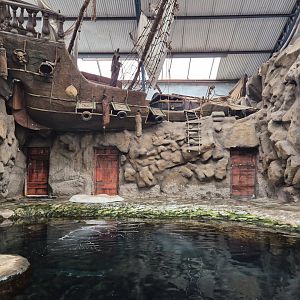 Harbour Seal exhibit