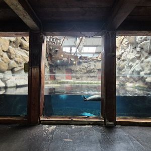 Harbour Seal exhibit