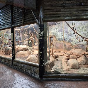 Ring-tailed Lemur exhibit