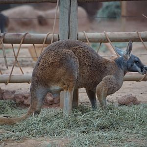 Red Kangaroo